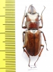 Cyclommatus ? vitalisi  Vietnam  30mm - INSECTS-STORE.RU