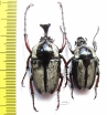 Herculaisia melaleuca, pair  Vietnam - INSECTS-STORE.RU