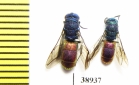 Chrysididae sp.  Russia, Tver reg. - INSECTS-STORE.RU