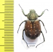 Gnorimus subopacus, female  Russia, Far East - INSECTS-STORE.RU