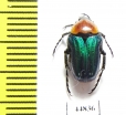 Leucocelis sp.  South Africa Rep. - INSECTS-STORE.RU