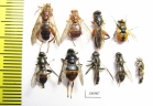 Diptera sp.  Russia, Tver reg. - INSECTS-STORE.RU