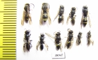 Hymenoptera sp.  Russia, Tver reg. - INSECTS-STORE.RU