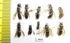 Hymenoptera sp.  Russia, Tver reg. - INSECTS-STORE.RU