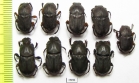 Eurysternus sp.  Peru - INSECTS-STORE.RU
