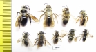 Hymenoptera sp.  Russia, Tver reg. - INSECTS-STORE.RU