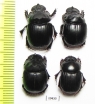 Dichotomius sp., pair  Peru - INSECTS-STORE.RU