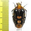 Coilodera penicillata  Laos - INSECTS-STORE.RU