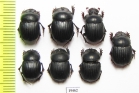 Scarabaeinae sp.  Peru - INSECTS-STORE.RU