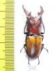 Cyclommatus pahangensis chiangmaiensis  Thailand  35mm - INSECTS-STORE.RU