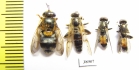 Diptera sp.  Russia, Tver reg. - INSECTS-STORE.RU
