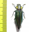 Cyphogastra venerea  Indonesia, Aru isl. - INSECTS-STORE.RU