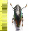Cyphogastra rolleyi  Indonesia, Moa isl. - INSECTS-STORE.RU