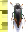 Cyphogastra rolleyi  Indonesia, Moa isl. - INSECTS-STORE.RU