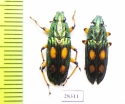 Helota vigorsi  Indonesia, Java - INSECTS-STORE.RU