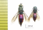 Chrysididae sp.  Russia, Tver reg. - INSECTS-STORE.RU