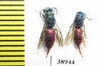 Chrysididae sp.  Russia, Tver reg. - INSECTS-STORE.RU