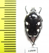 Mausoleopsis amabilis  South Africa Rep. - INSECTS-STORE.RU
