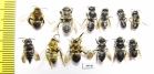 Hymenoptera sp.  Russia, Tver reg. - INSECTS-STORE.RU
