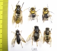 Diptera sp.  Russia, Tver reg. - INSECTS-STORE.RU
