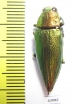 Chrysodema subrevisa  Indonesia, Sumba isl. - INSECTS-STORE.RU