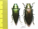 Chrysodema subrevisa, pair  Indonesia, Bali isl. - INSECTS-STORE.RU