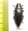 Chrysodema smaragdula  Indonesia, Seram isl. - INSECTS-STORE.RU