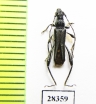 Callimoxys gracilis  Iran, Mazandaran prov. - INSECTS-STORE.RU