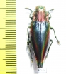 Cyphogastra javanica  Indonesia, Kei isl. - INSECTS-STORE.RU