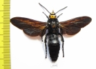 Megascolia sp.  Indonesia, Sumatra - INSECTS-STORE.RU