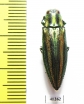 Iridotaenia tonkinea  Thailand - INSECTS-STORE.RU