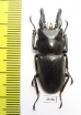 Prosopocoilus forceps  Indonesia, Sumatra - INSECTS-STORE.RU