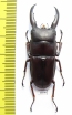 Dorcus saiga  Indonesia, Buru isl.  47mm - INSECTS-STORE.RU