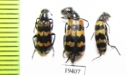 Hycleus tekkensis  Tajikistan - INSECTS-STORE.RU