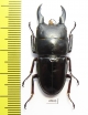 Dorcus detanii  Indonesia, Taliabu isl.  41mm - INSECTS-STORE.RU