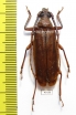 Aegosoma cuneicornis  Laos 40mm - INSECTS-STORE.RU