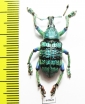 Eupholus schoenherri  Indonesia, Papua - INSECTS-STORE.RU