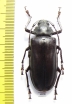 Rhaphipodus bonni  Indonesia, Java 45mm - INSECTS-STORE.RU