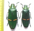 Catoxantha opulenta borneensis, pair  Indonesia, Kalimantan - INSECTS-STORE.RU