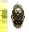 Protaetia orientalis submarmorea  China - INSECTS-STORE.RU