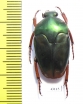 Lomaptera sp.  Indonesia, Wallir isl. - INSECTS-STORE.RU