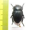 Glabrasida deyrollei  Spain - INSECTS-STORE.RU