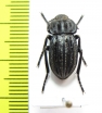 Alphasida becerrae  Spain - INSECTS-STORE.RU
