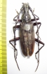 Hoplocerambyx sp.  Thailand - INSECTS-STORE.RU