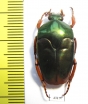 Lomaptera sp.  Indonesia, Wallir isl. - INSECTS-STORE.RU
