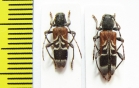 Anaglyptus mysticus, pair  Czech Rep. - INSECTS-STORE.RU