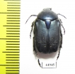 Cetonia funeraria  Morocco - INSECTS-STORE.RU