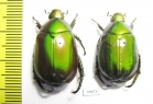 Rutelinae sp.  Thailand - INSECTS-STORE.RU