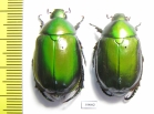 Rutelinae sp.  Thailand - INSECTS-STORE.RU