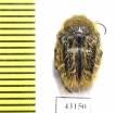 Tropinota squalida  Jordan - INSECTS-STORE.RU